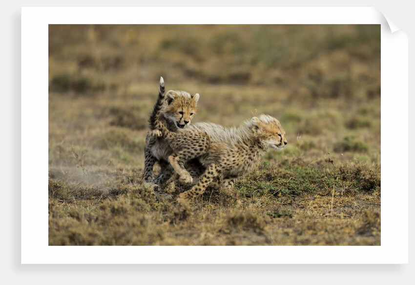 Cheetah cubs playing at Ngorongoro Conservation Area by Anonymous