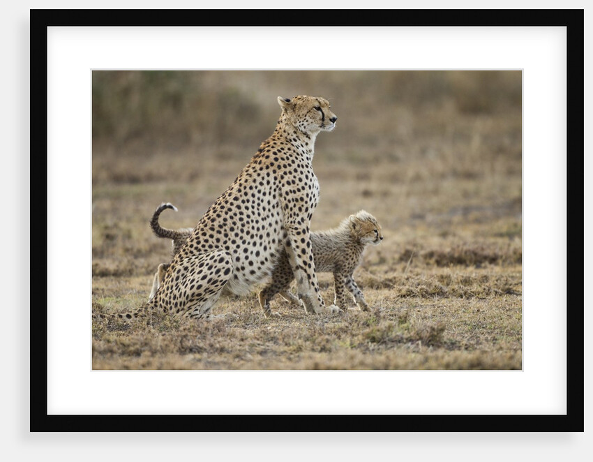 Cheetah cubs and their Mother by Anonymous