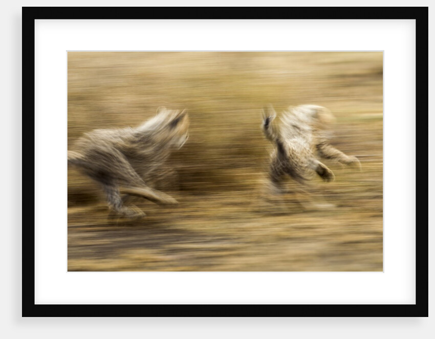 Cheetah cubs playing at Ngorongoro Conservation Area, Tanzania by Anonymous