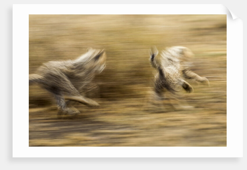 Cheetah cubs playing at Ngorongoro Conservation Area, Tanzania by Anonymous