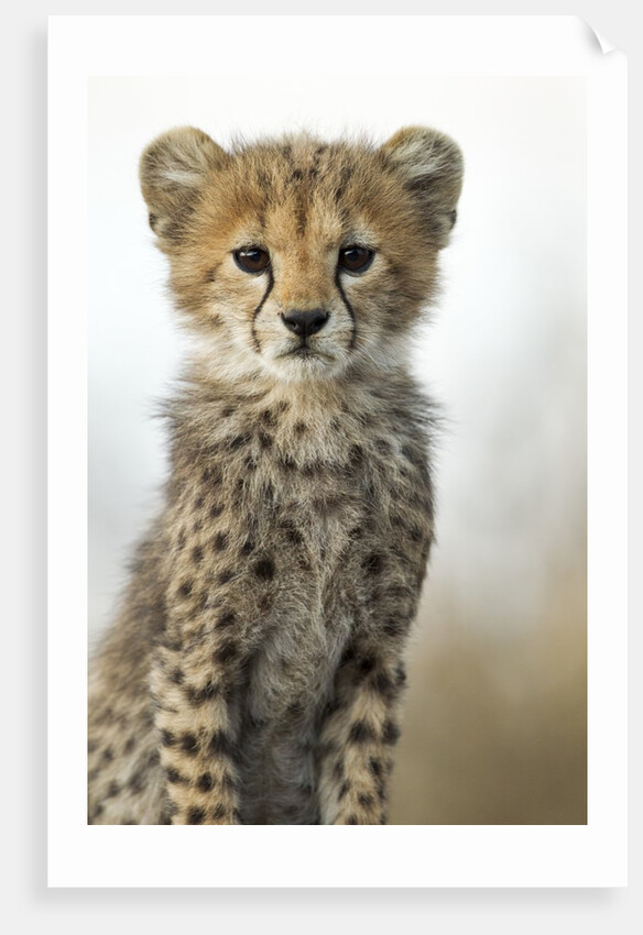 Cheetah Cub by Anonymous