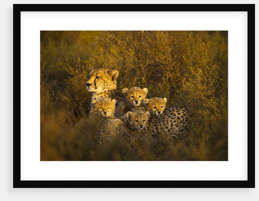 Cheetah cubs and their Mother by Anonymous