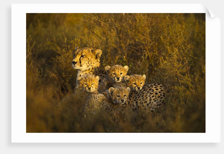 Cheetah cubs and their Mother by Anonymous