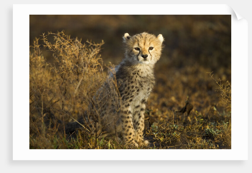 Cheetah Cub at Ngorongoro Conservation Area, Tanzania by Anonymous