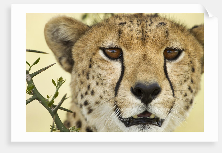 Cheetah, Ngorongoro Conservation Area, Tanzania by Anonymous