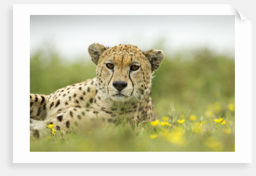 Cheetah at Ngorongoro Conservation Area, Tanzania by Anonymous