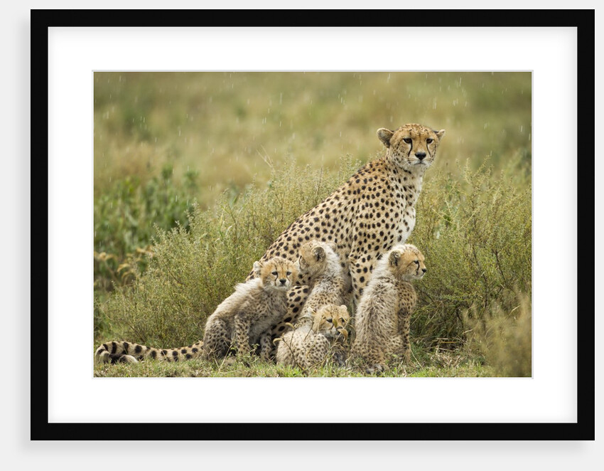 Cheetah and cubs in the rain by Anonymous
