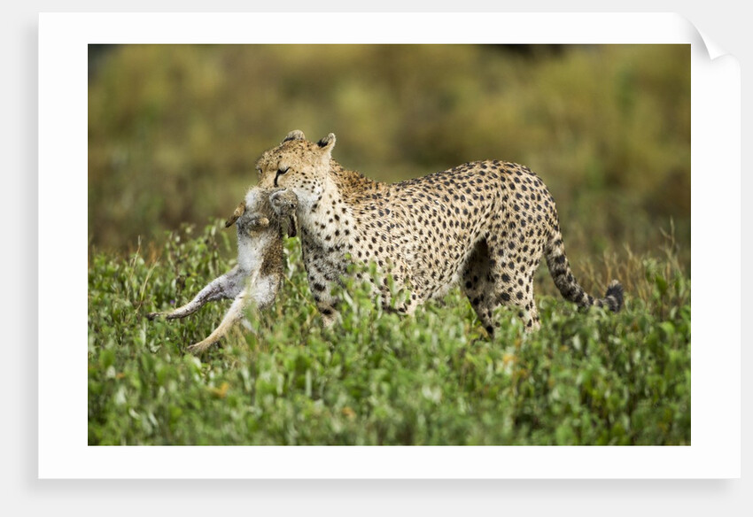 Cheetah and Hare by Anonymous