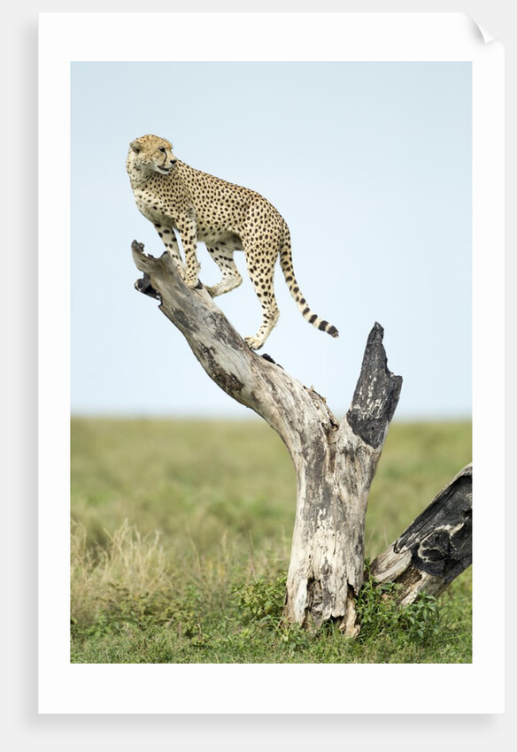 Cheetah at Ngorongoro Conservation Area, Tanzania by Anonymous