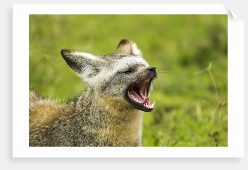 Bat Eared Fox by Anonymous