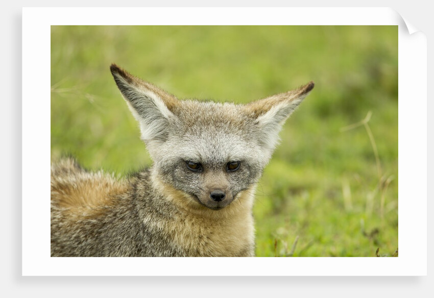 Bat Eared Fox by Anonymous