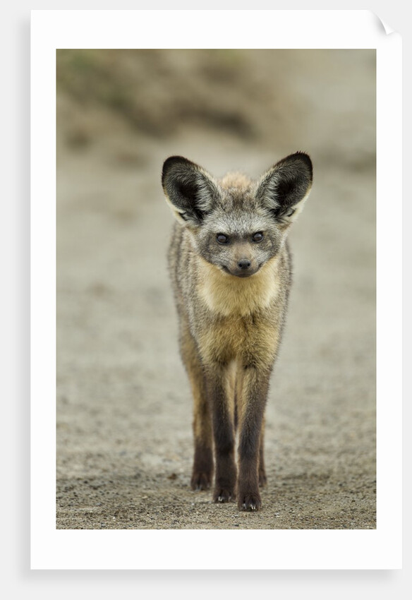 Bat Eared Fox by Anonymous