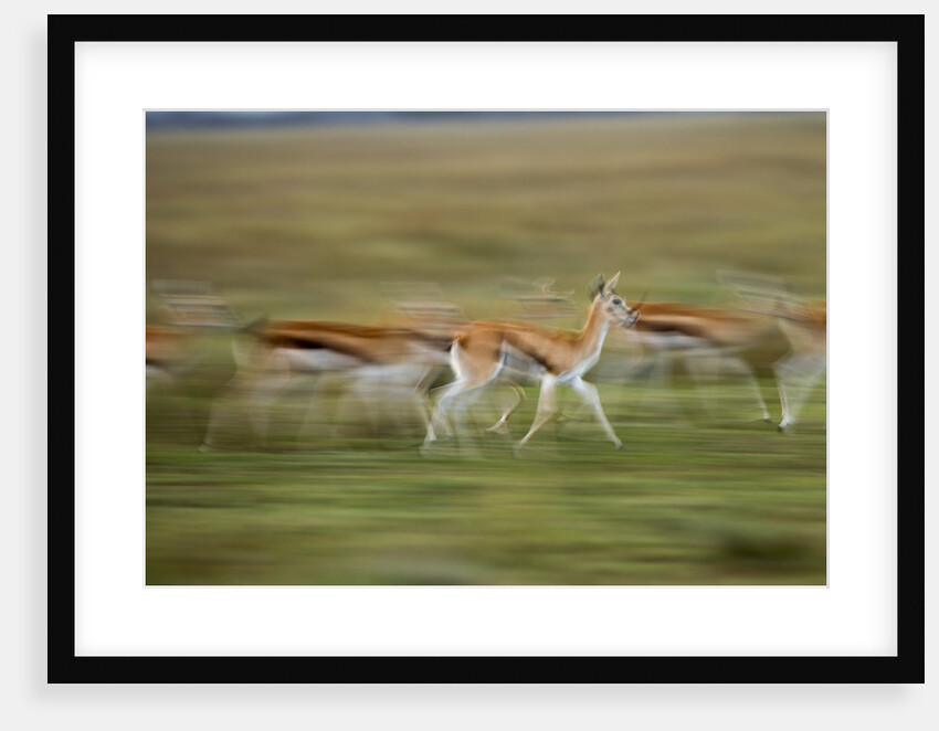 Thomson's Gazelle by Anonymous