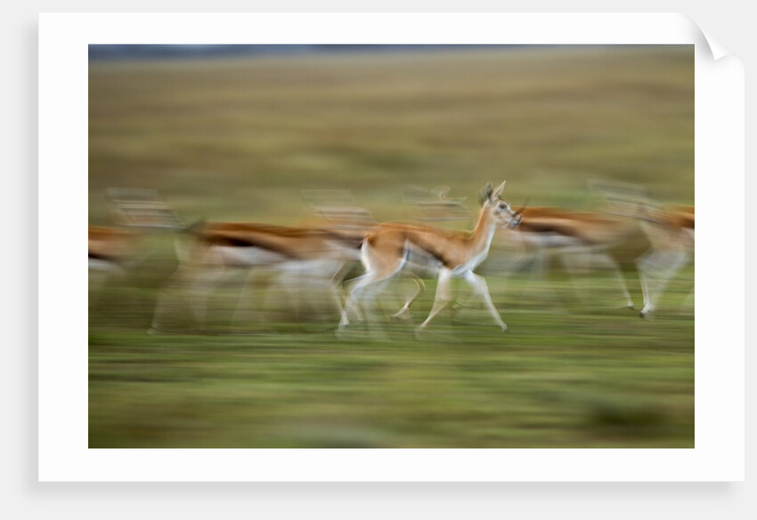 Thomson's Gazelle by Anonymous