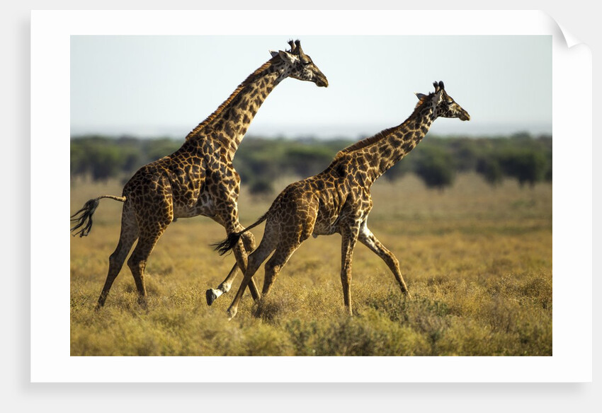 Giraffe Herd by Anonymous