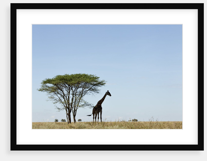Giraffe Herd by Anonymous