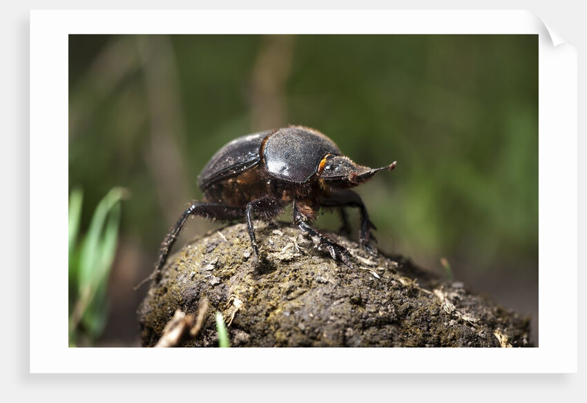 Dung Beetle by Anonymous