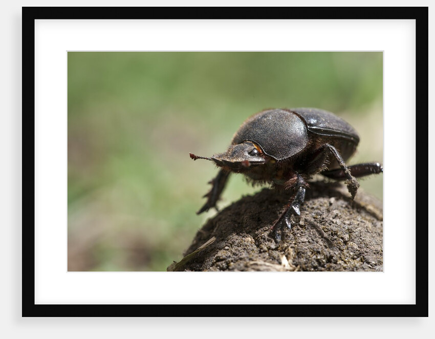 Dung Beetle by Anonymous