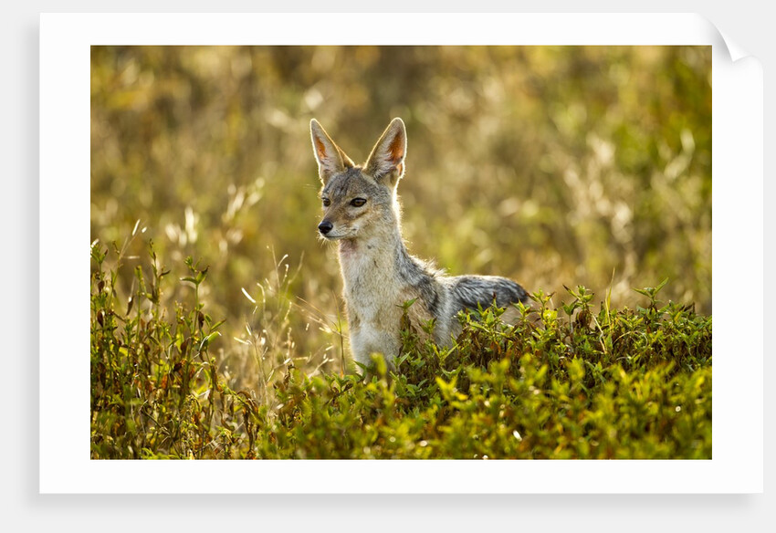 Jackal at Ngorongoro Conservation Area, Tanzania by Anonymous