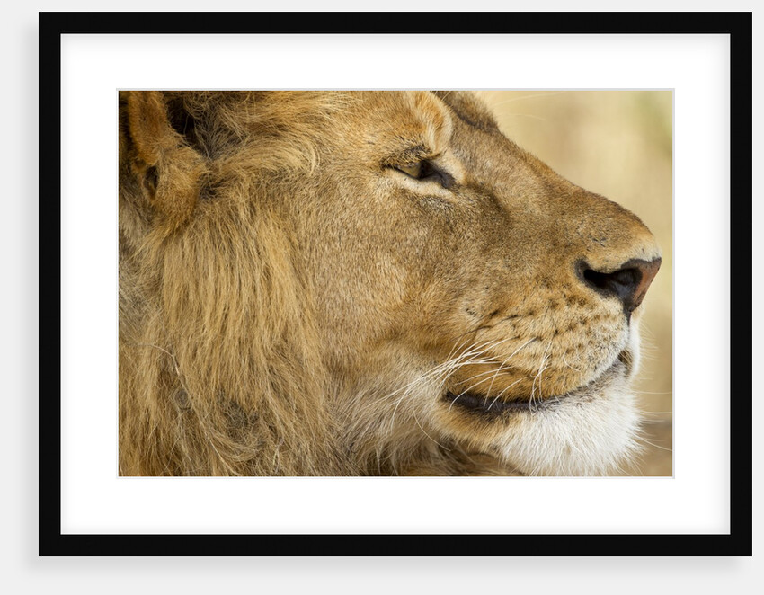 Lion, Ngorongoro Conservation Area, Tanzania by Anonymous