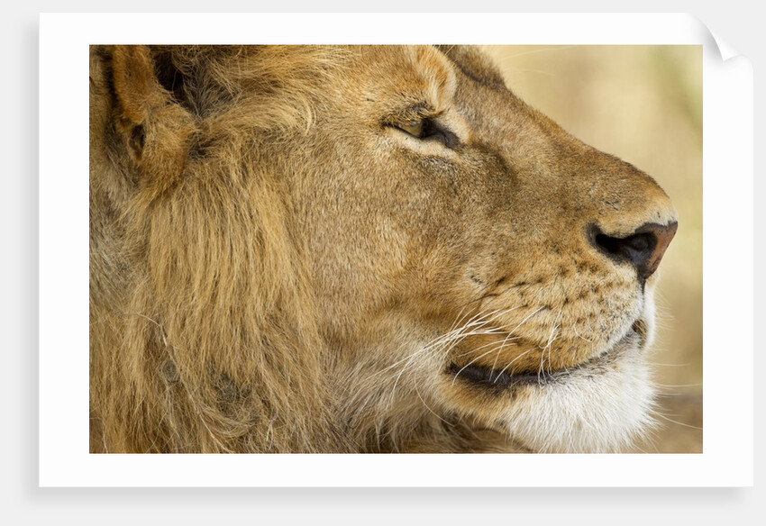 Lion, Ngorongoro Conservation Area, Tanzania by Anonymous