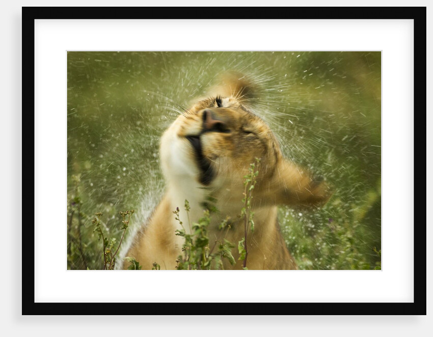 Lioness in the rain by Anonymous