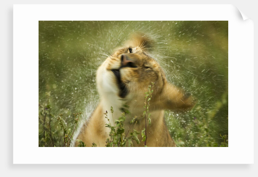 Lioness in the rain by Anonymous