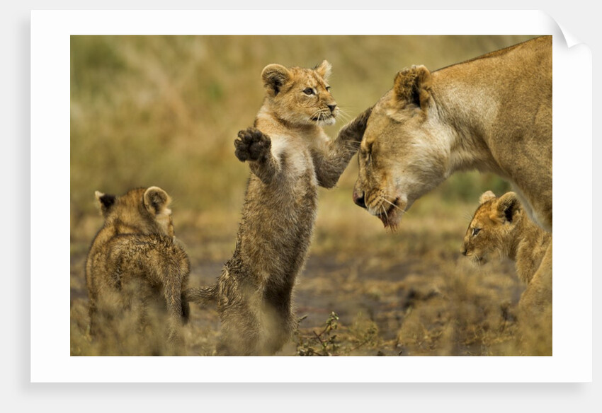 Lion Cub Greeting by Anonymous
