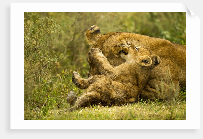 Lioness cleaning her cub by Anonymous