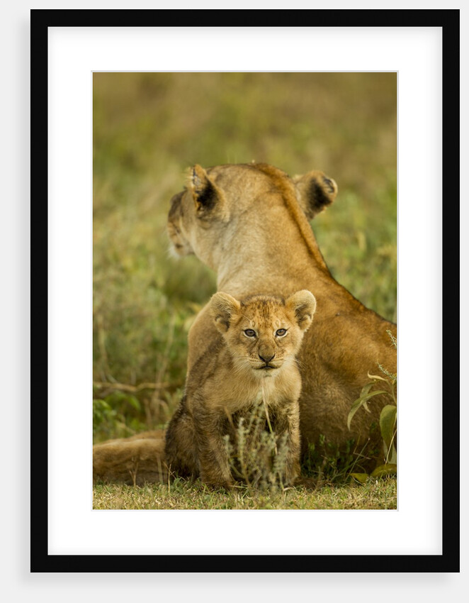 Lion cub with mother by Anonymous