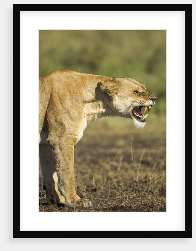 Snarling Lioness by Anonymous