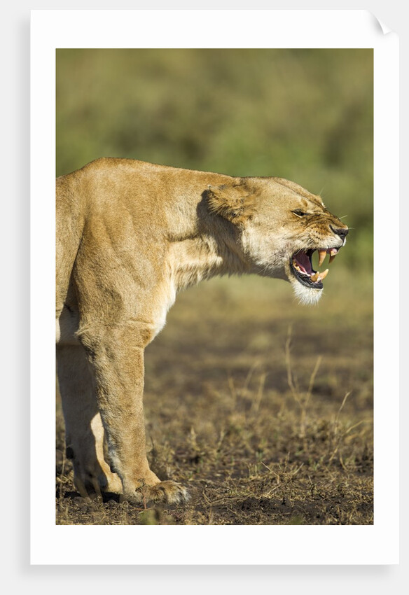 Snarling Lioness by Anonymous