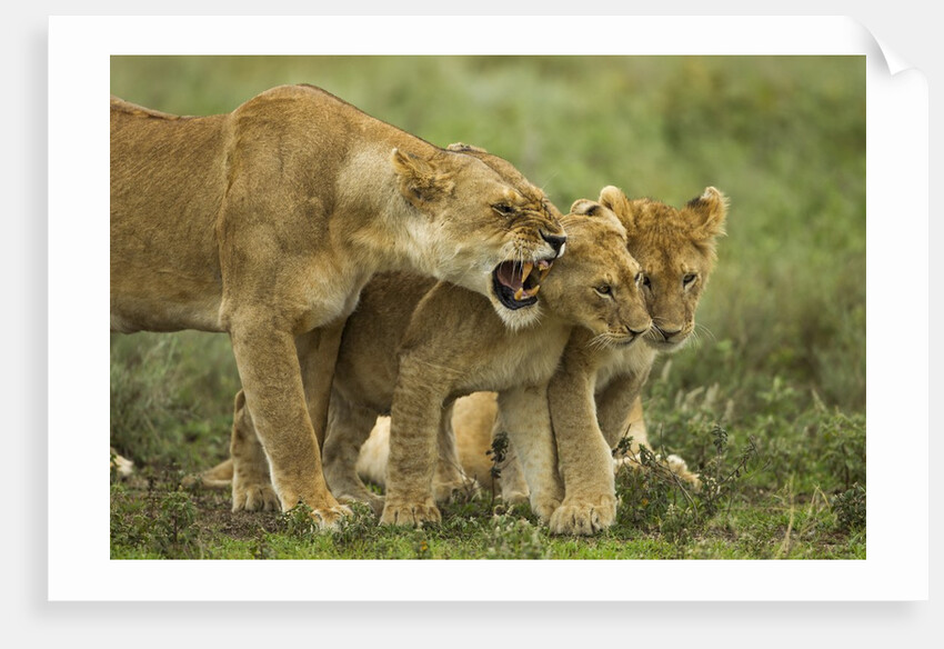Lioness snarling at cubs by Anonymous