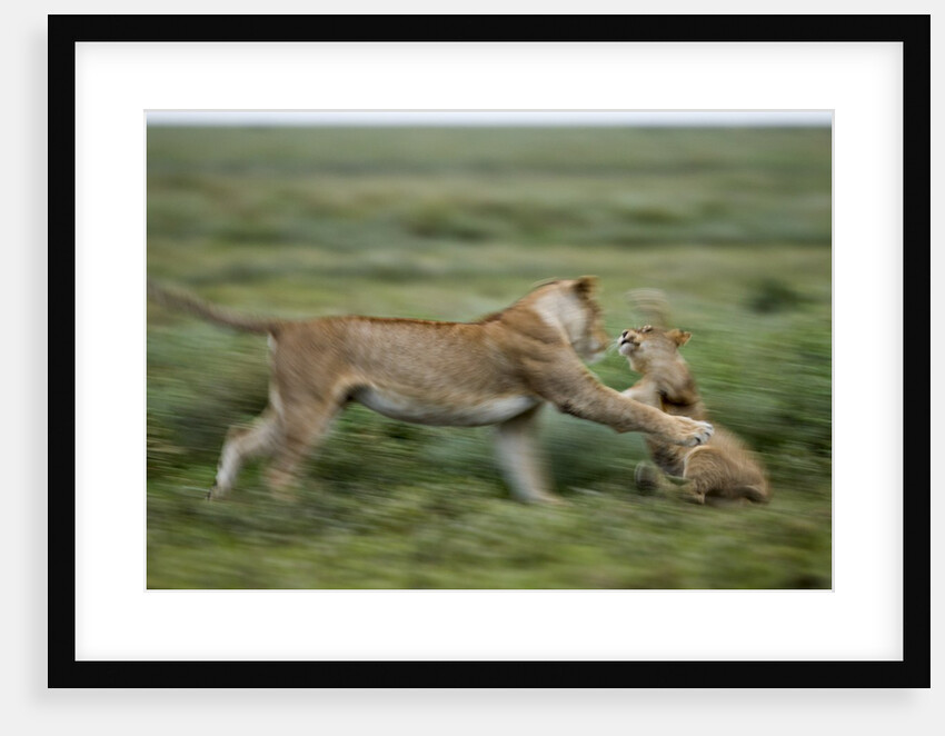 Lions playing by Anonymous