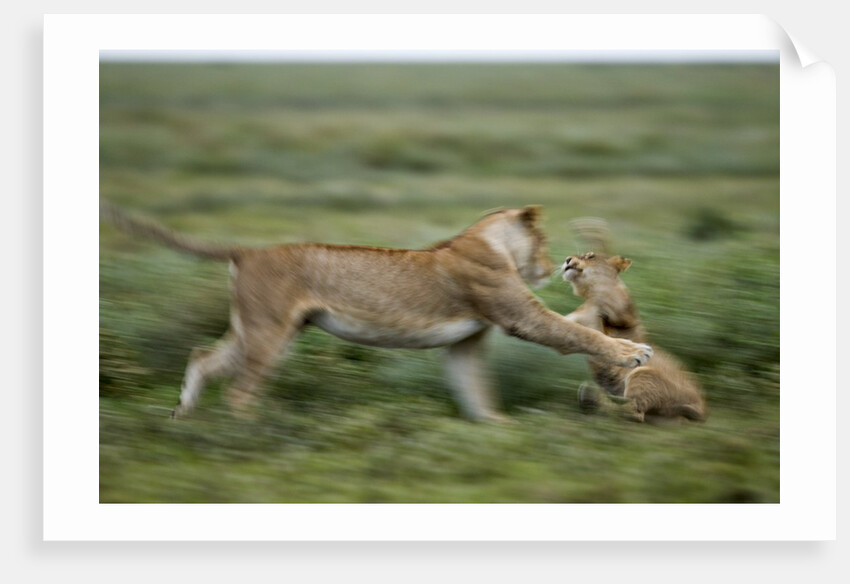Lions playing by Anonymous