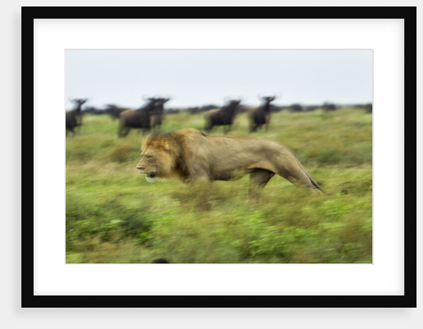 Lion and Wildebeest Herd by Anonymous