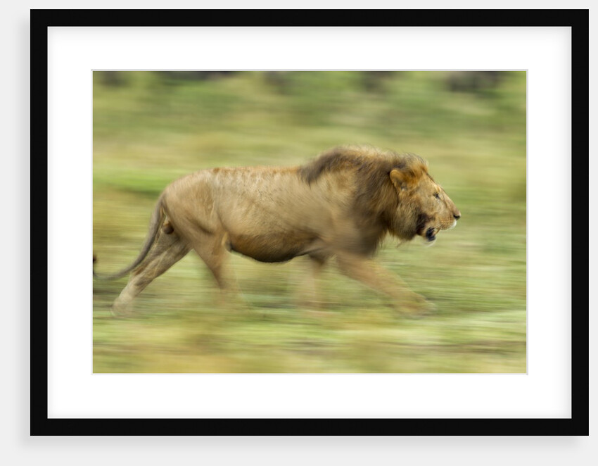 Lion walking on Savanna by Anonymous
