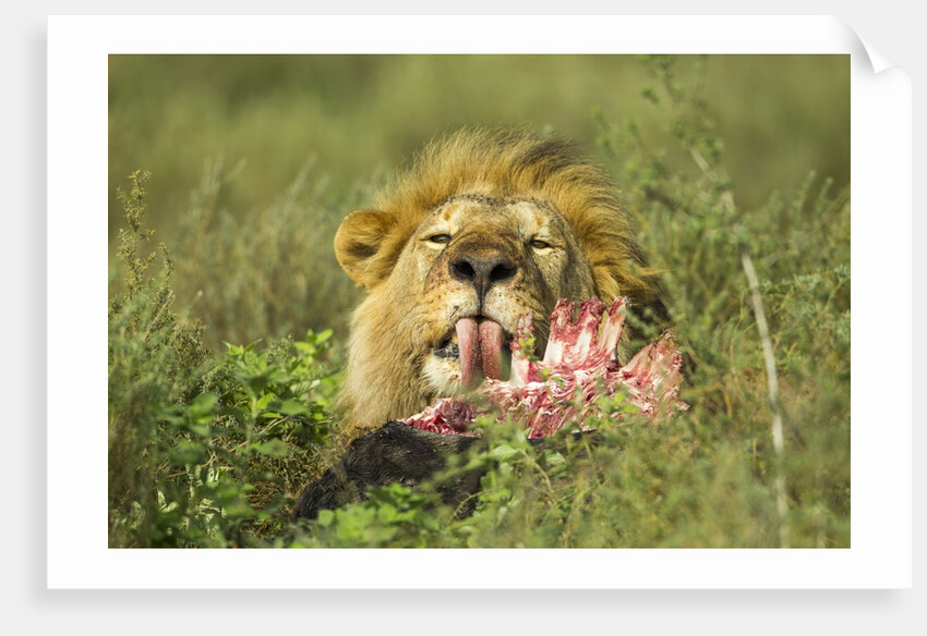 Lion feeding on Wildebeest by Anonymous