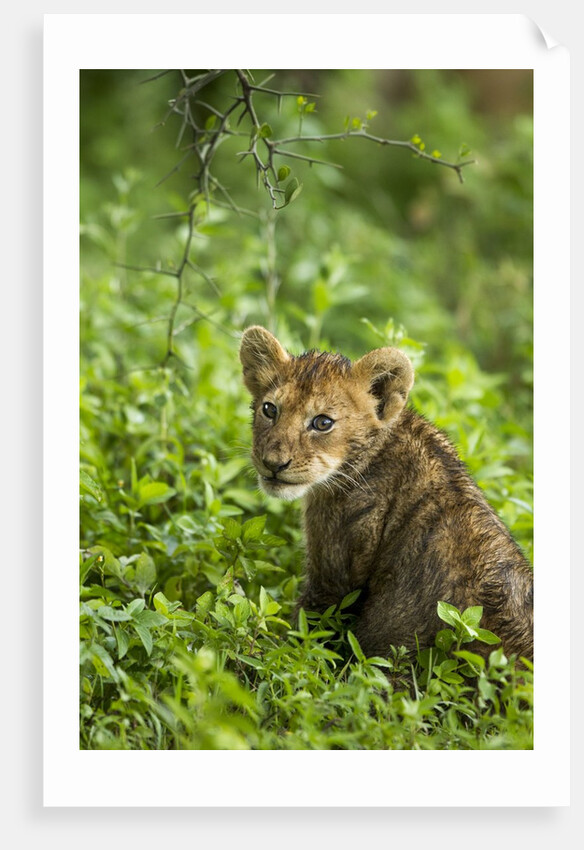 Lion cub by Anonymous