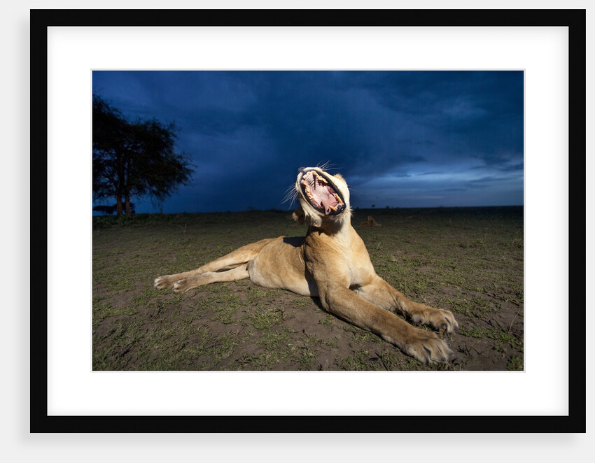 Lioness at dusk by Anonymous