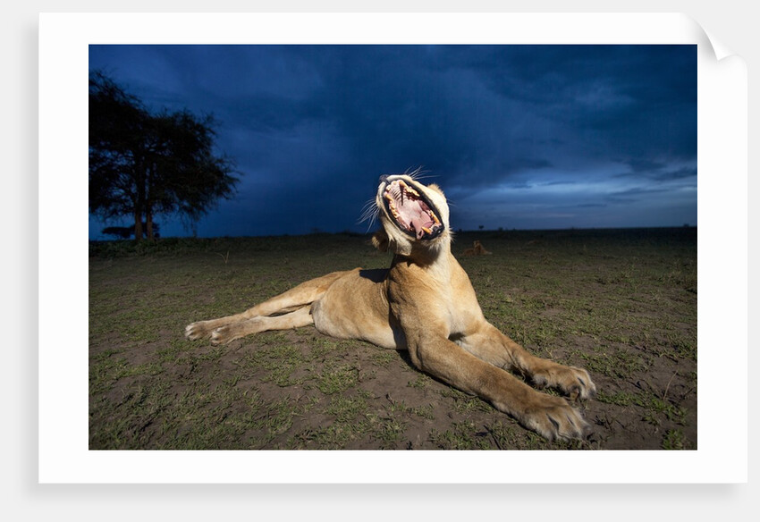 Lioness at dusk by Anonymous