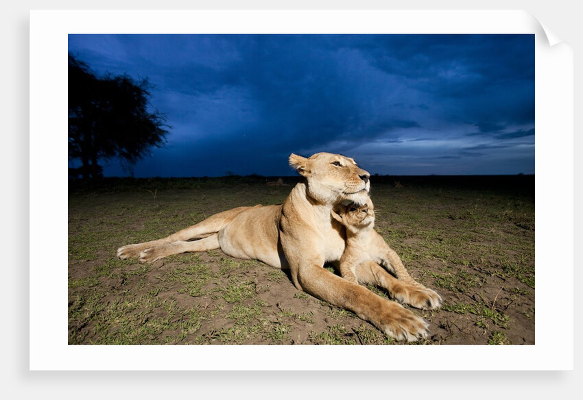 Lioness and cub by Anonymous