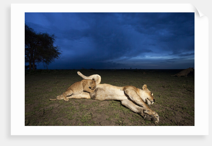 Lioness and cub by Anonymous