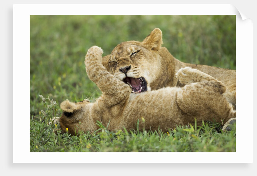 Lion cubs playing by Anonymous