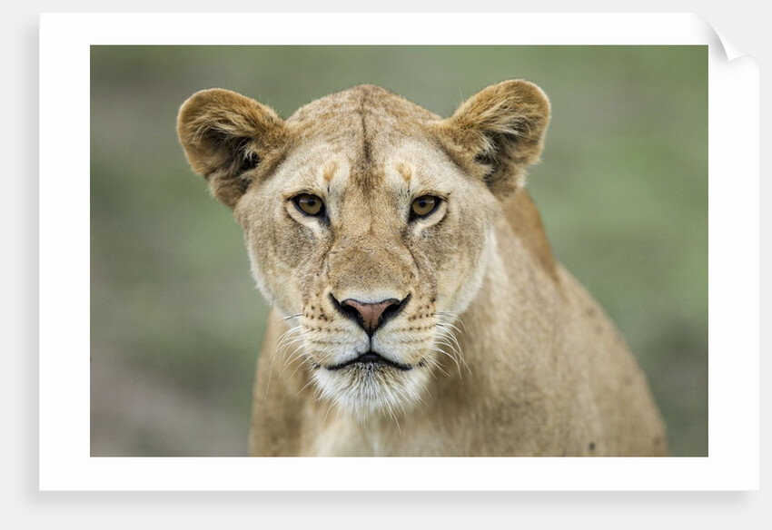 Portrait of Lioness by Anonymous