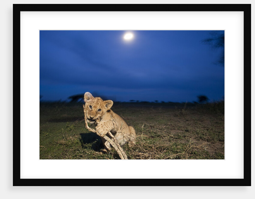 Lion cub at night by Anonymous