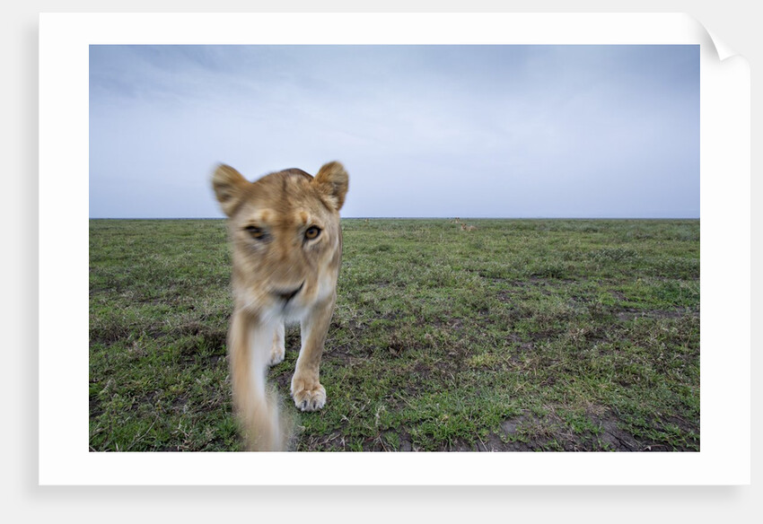 Curious Lion by Anonymous