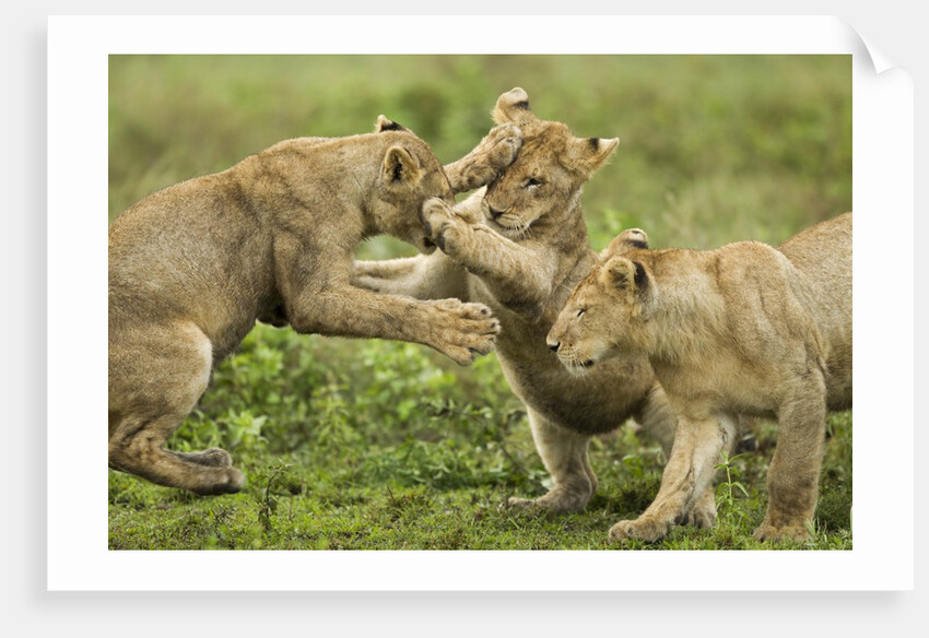 Lion cubs playing by Anonymous