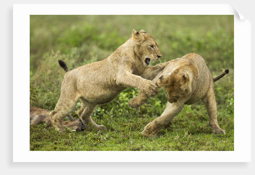 Lion cubs playing by Anonymous