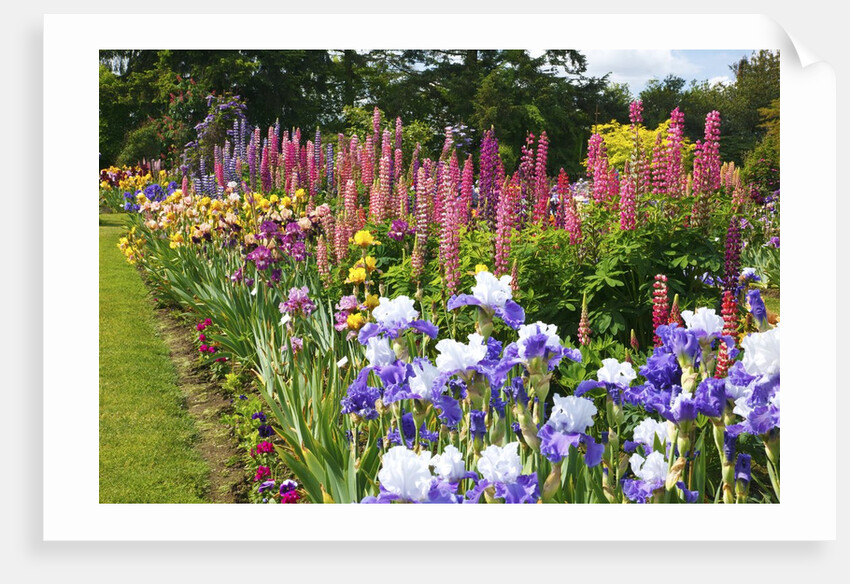 Schreiner Iris Gardens in Salem, Oregon by Anonymous